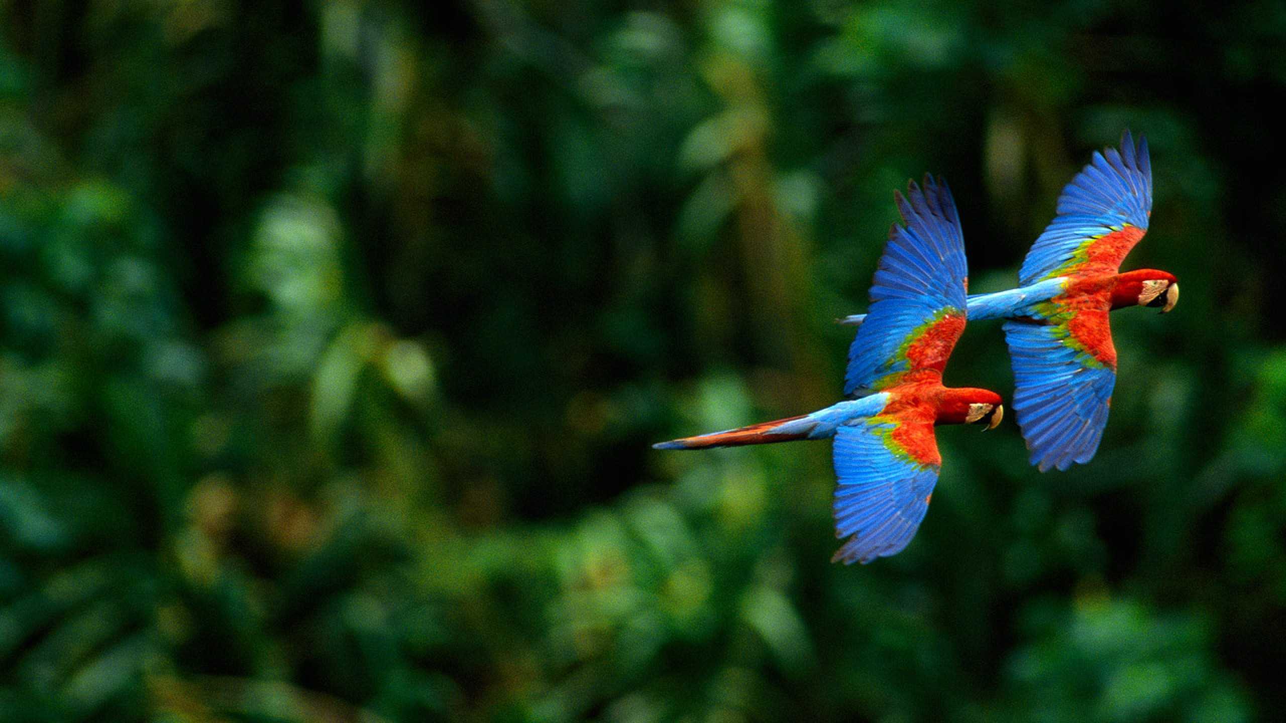 Scarlet Macaw Bird HD Wallpapers Download Best Collection