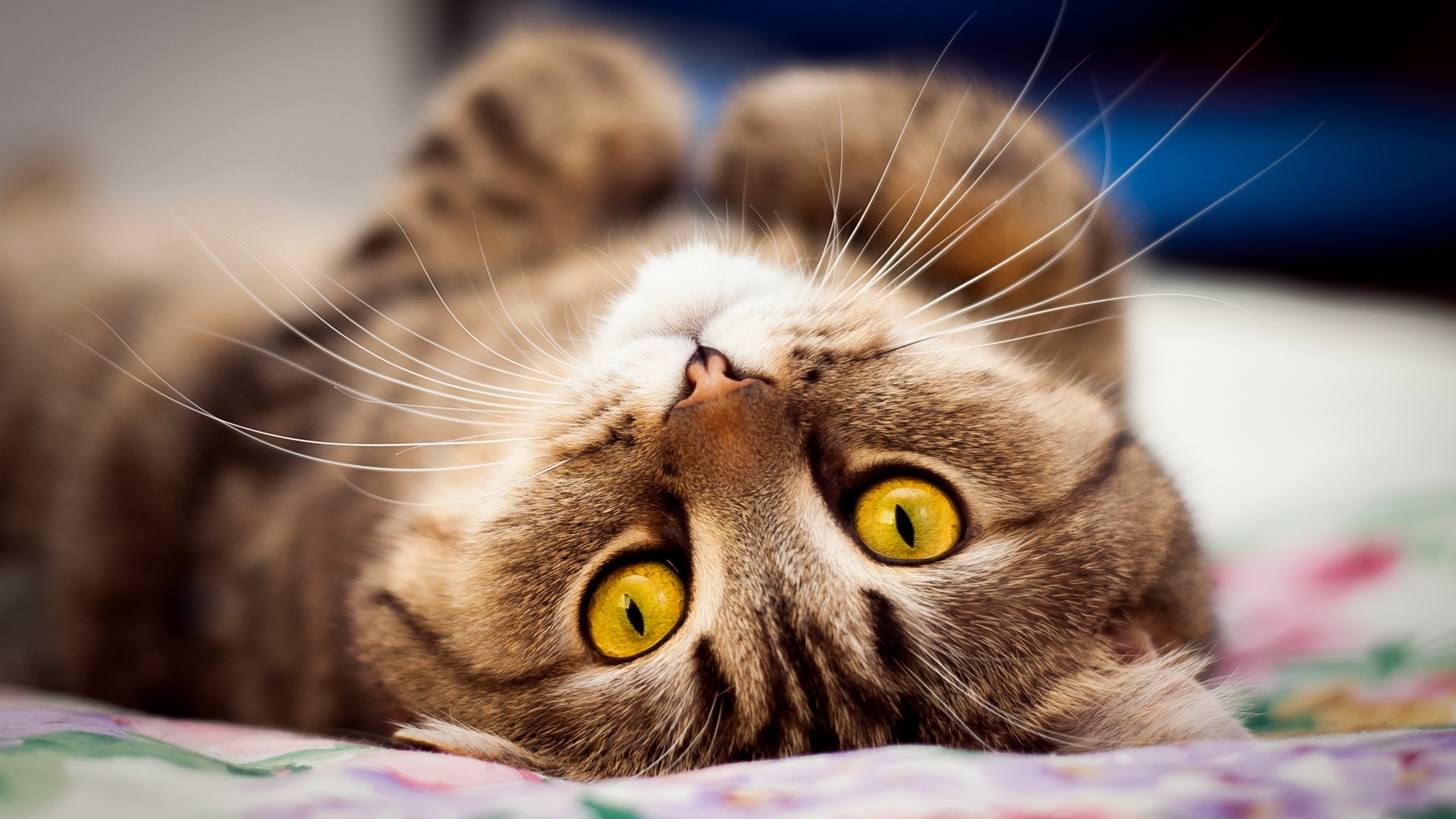 Cat Pictures Wallpaper High Definition Quality Widescreen