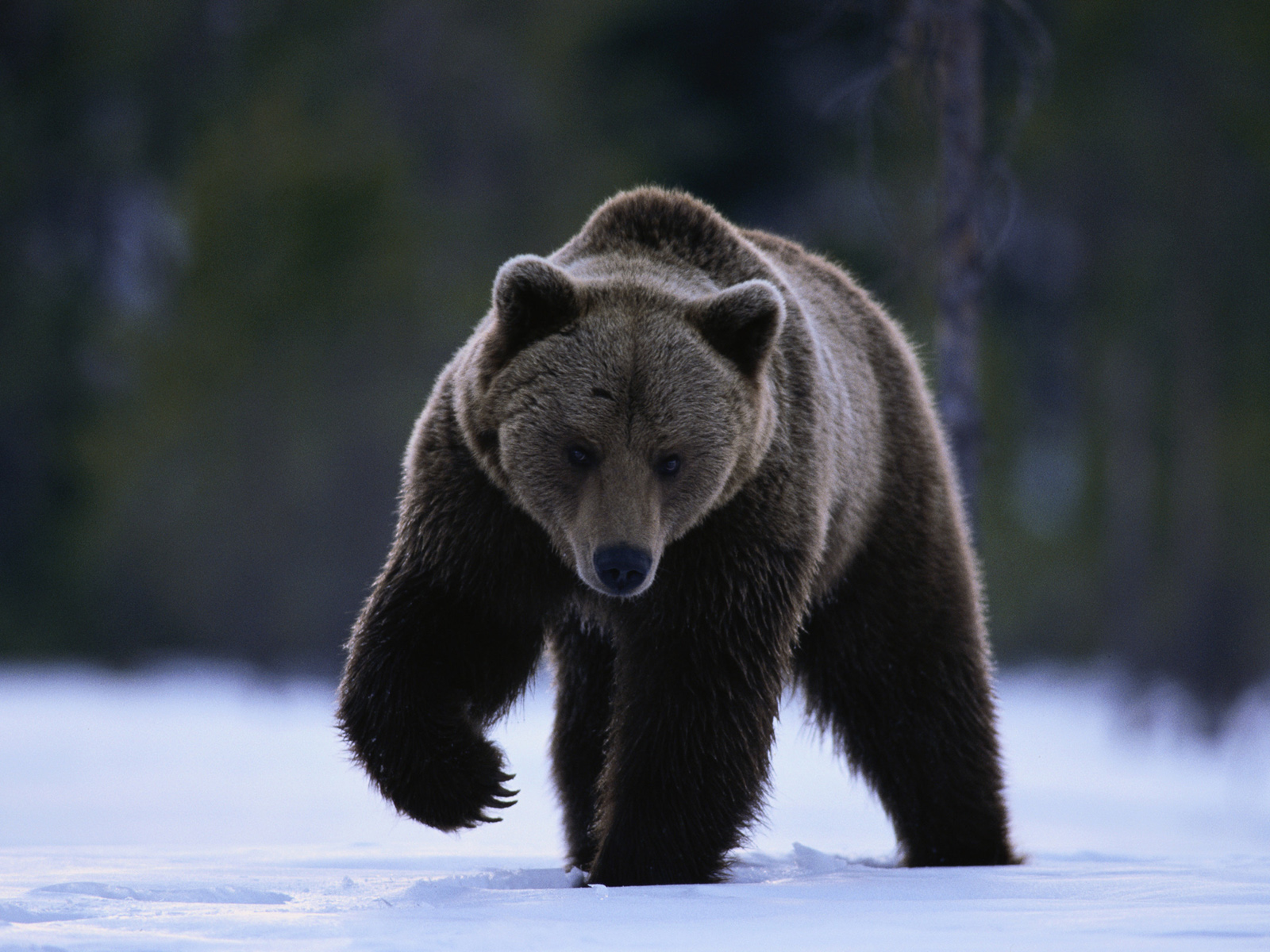 Bear Wallpaper Bears