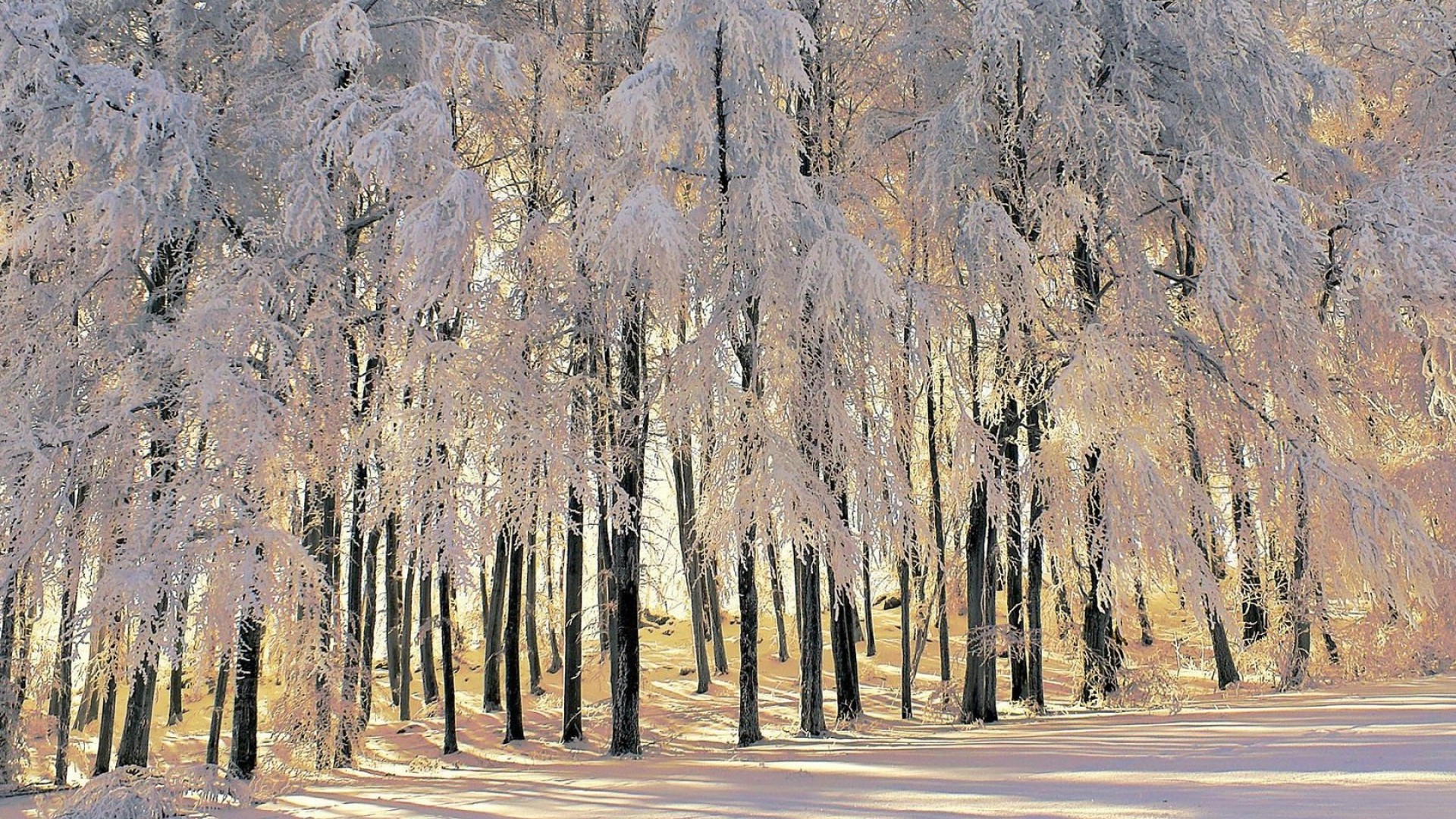 Winter Forest Wallpaper Which Is Under The