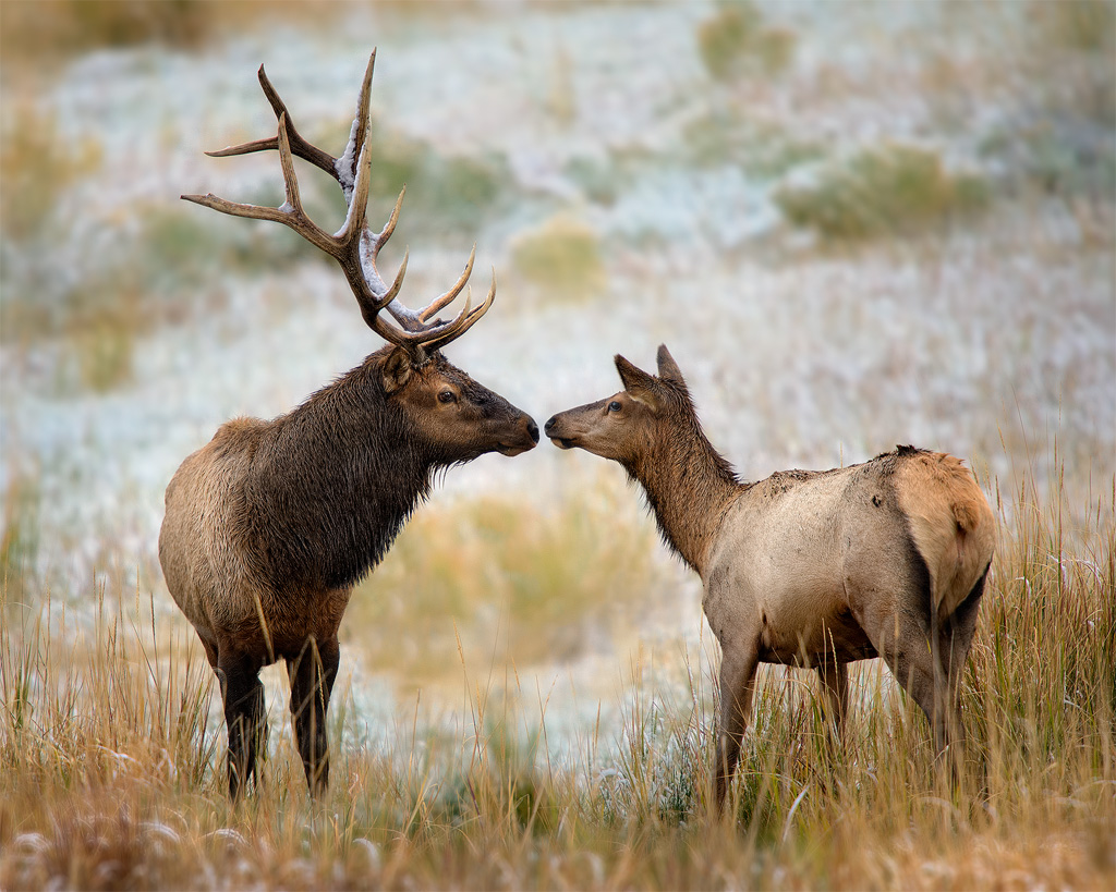 Bull Elk Wallpaper Nose To A And Cow