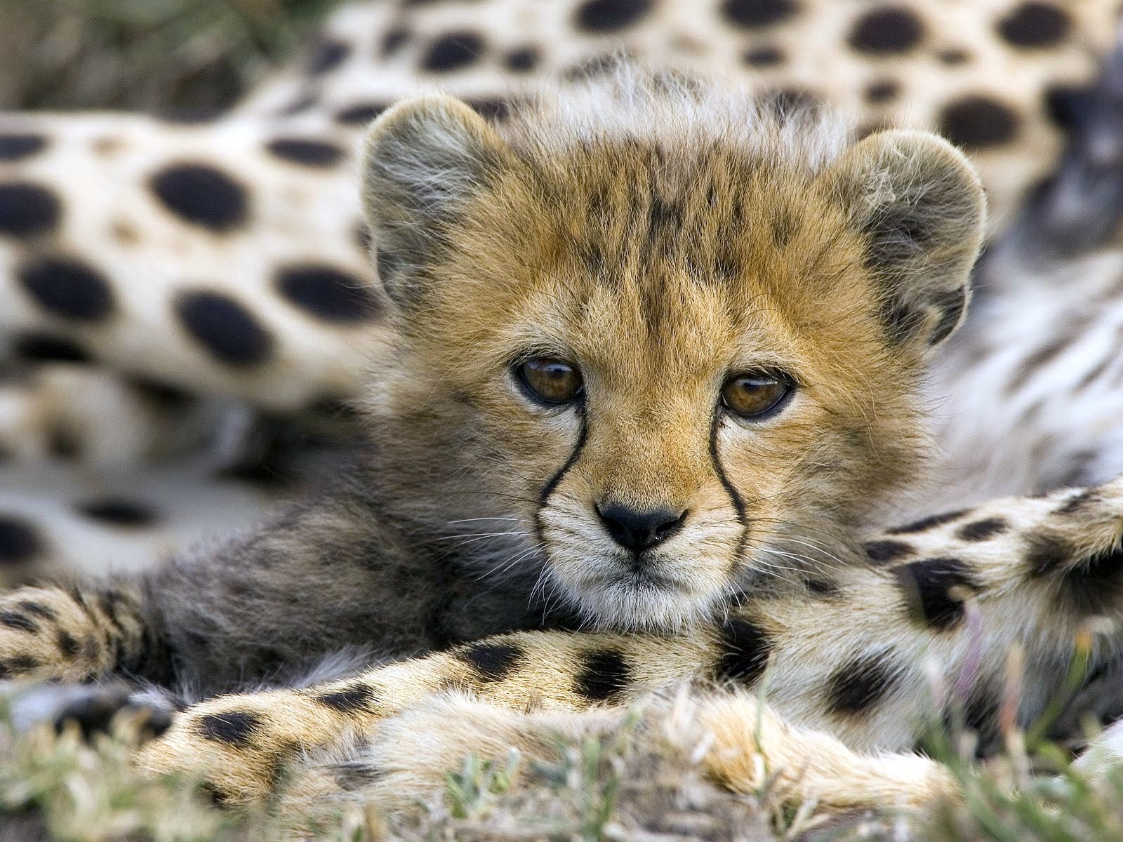 Close-up of an adorable cheetah cub resting on its mother's back