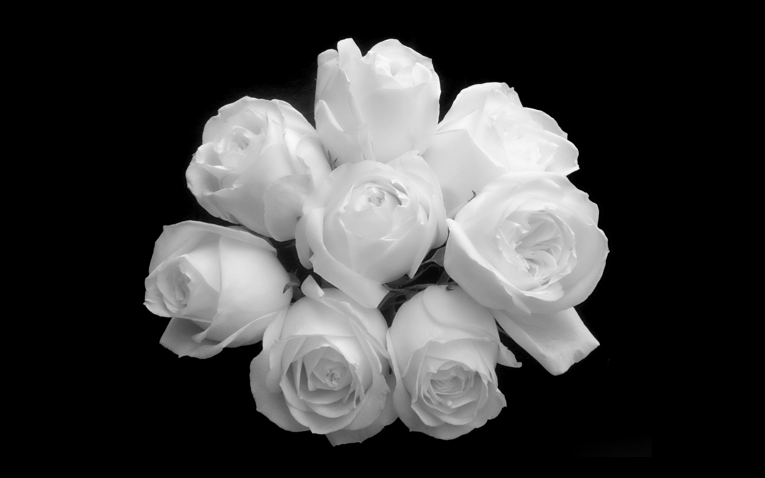 White Roses Background Wallpaper High Definition Quality