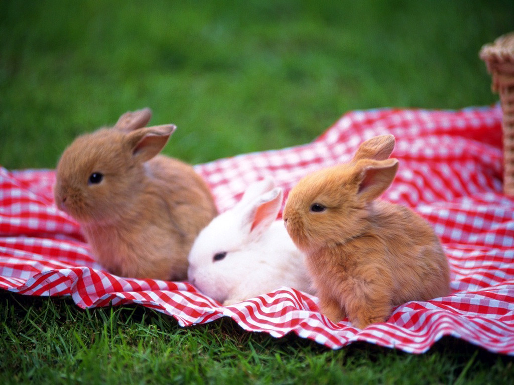 Cute Baby Rabbits HD Wallpaper In Animals Imageci