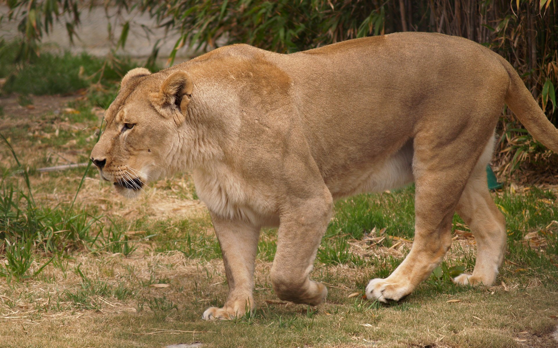 Majestic Lioness Wallpaper