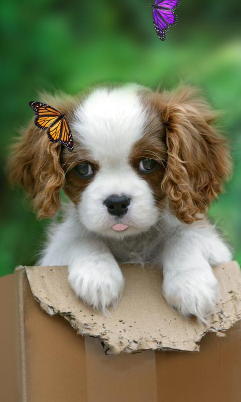 Cute Puppy Live Wallpaper Android Apps On Google Play