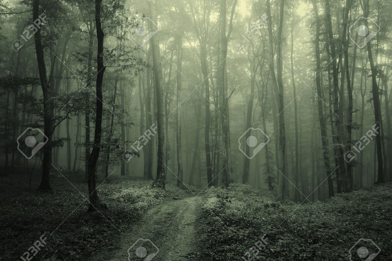 Dense Fog In A Dark And Mysterious Forest Fantasy Landscape