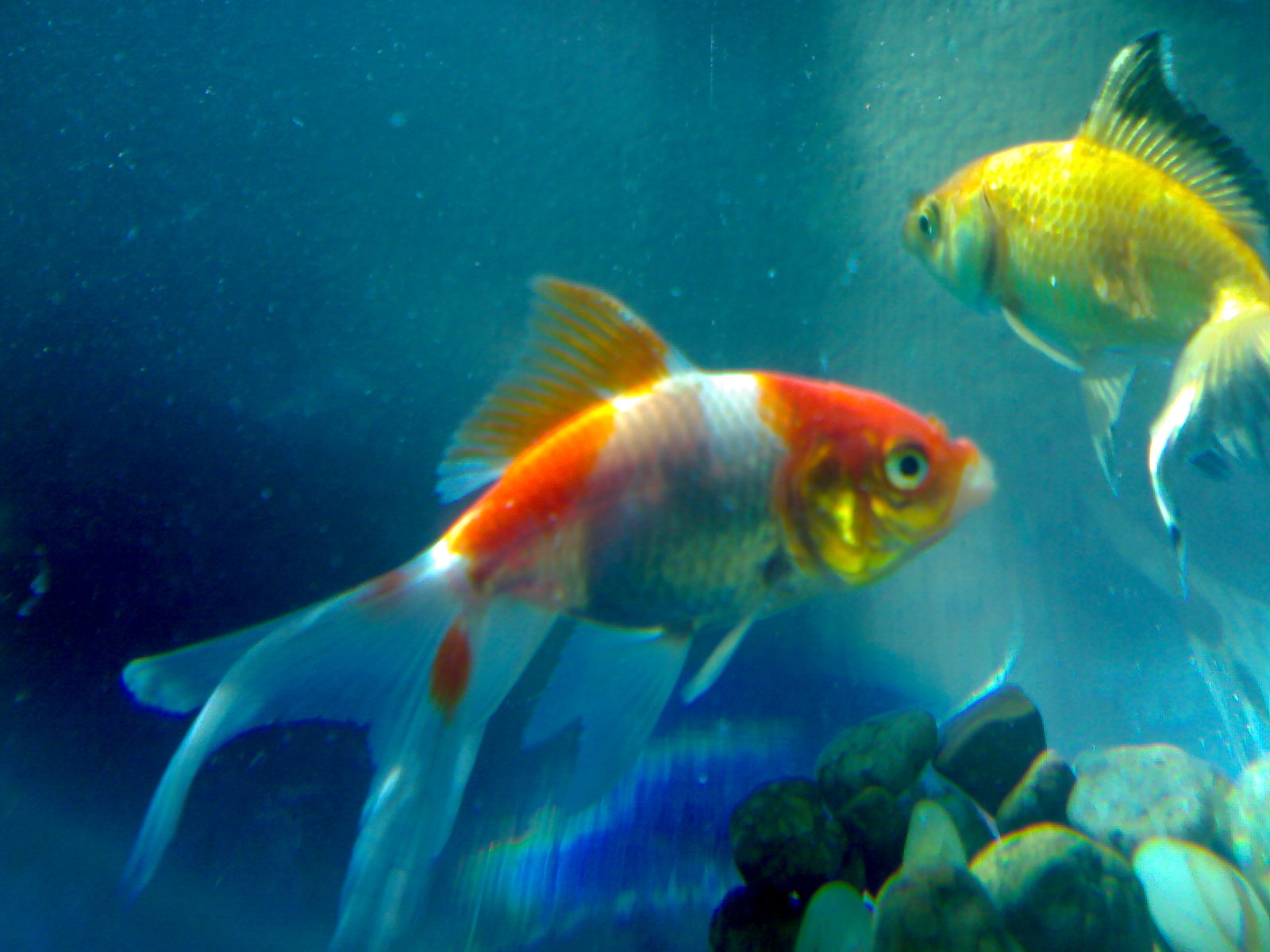 Beautiful Wallpaper For Desktop Fishes Hd