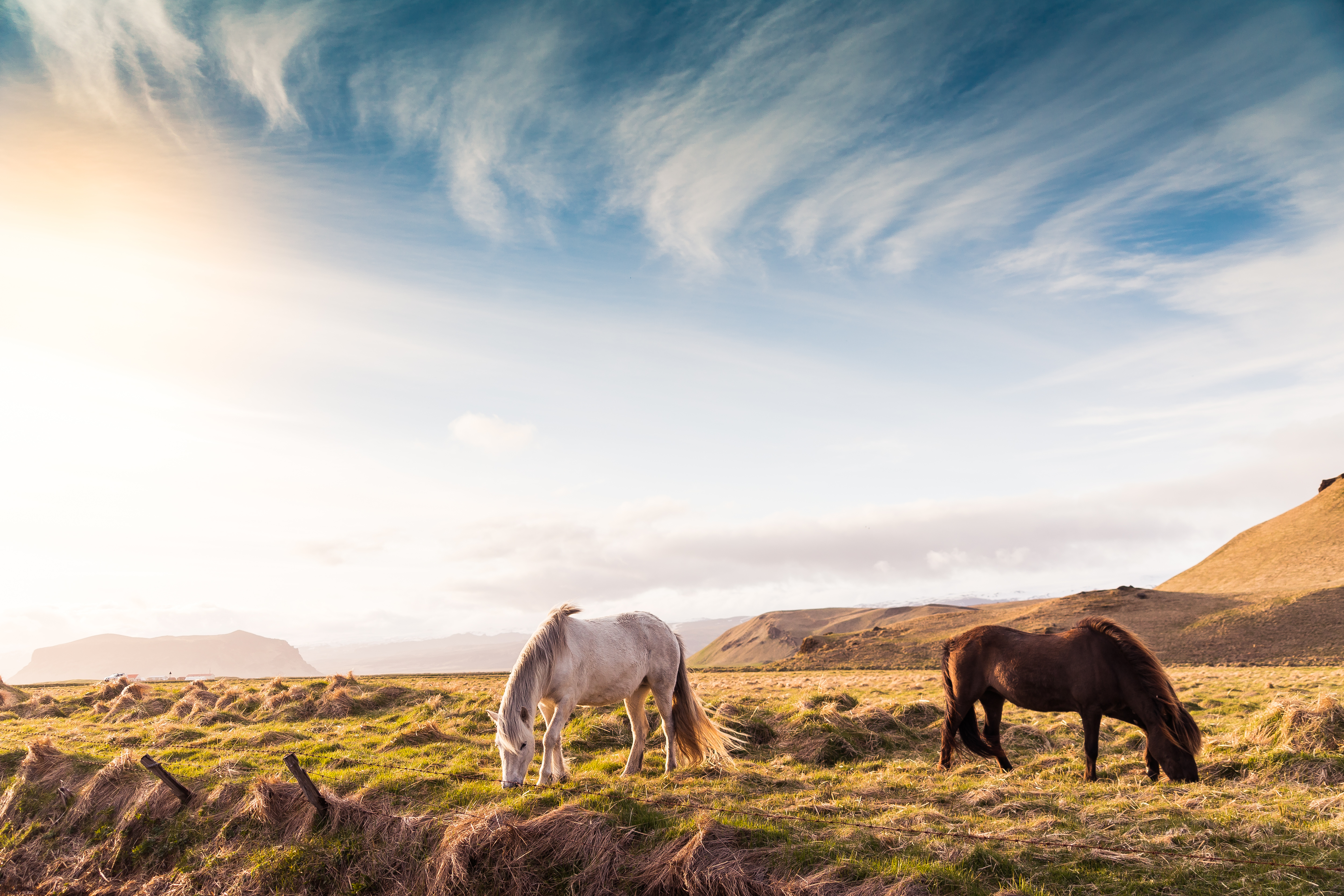 Beautiful Horses on Iceland Free Stock Photo picjumbo