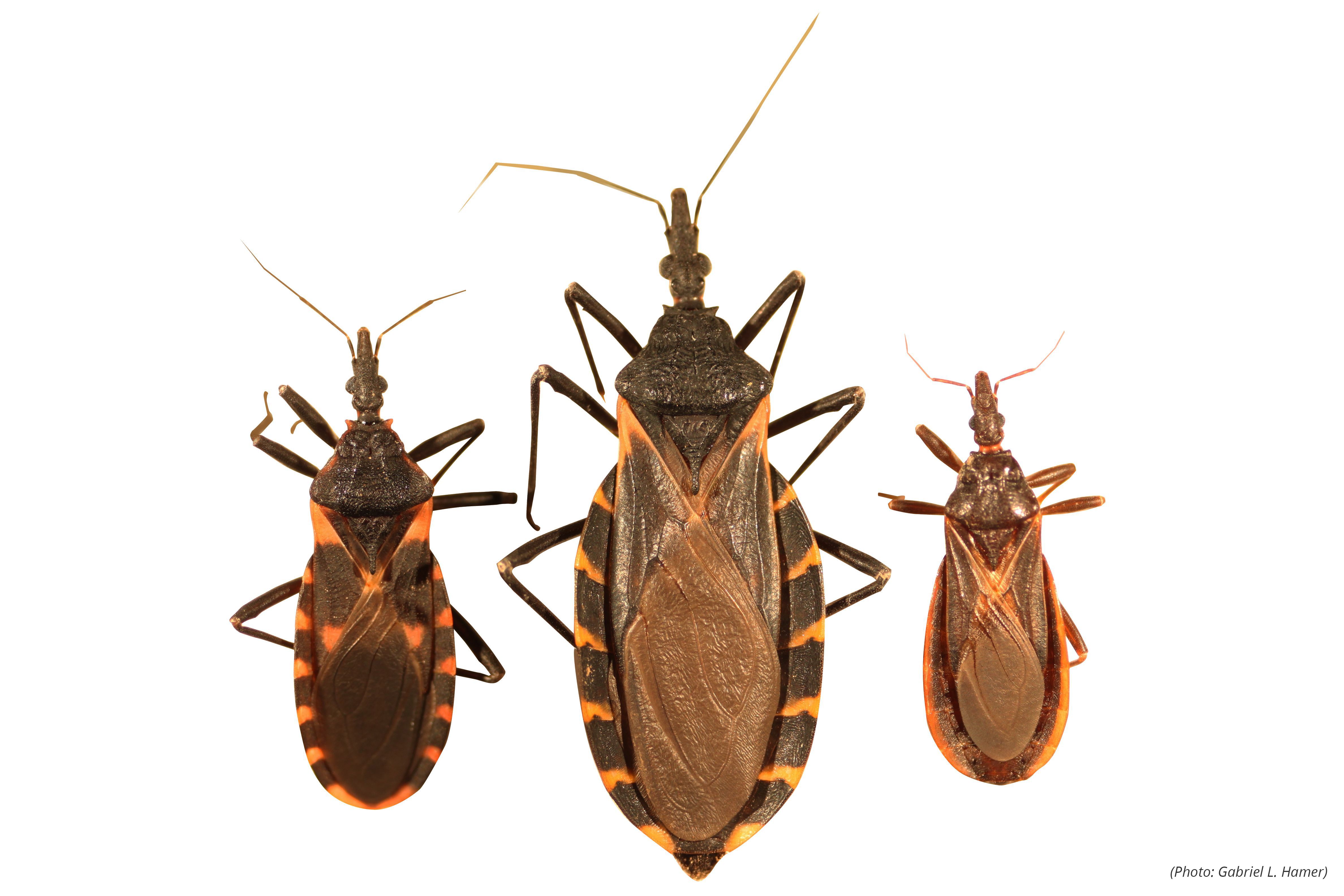 Found a Bug Kissing Bugs and Chagas Disease in the US Texas AM