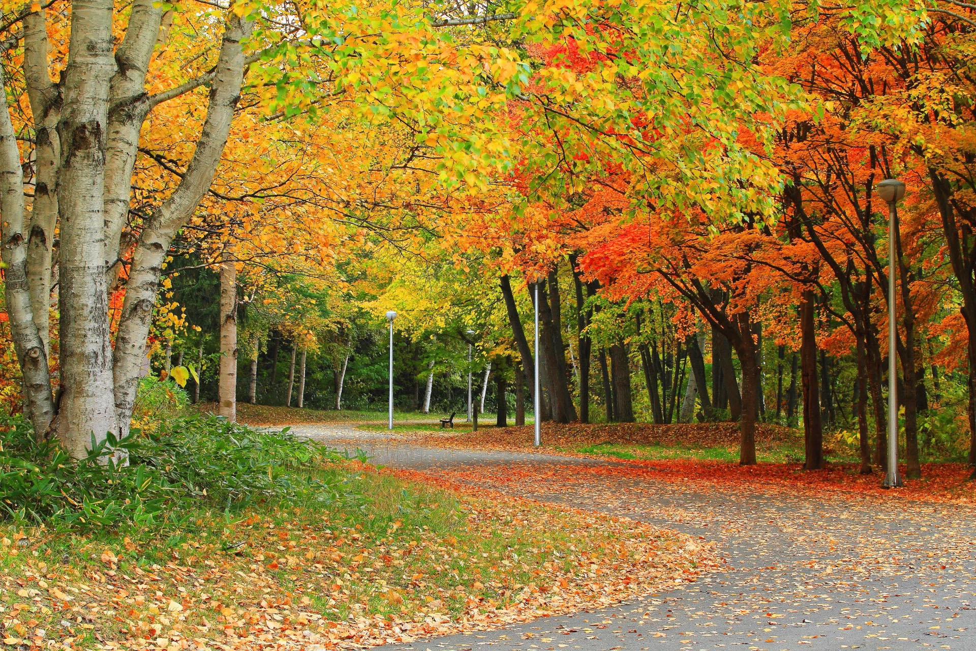 Autumn Road With Orange Leaves HD Wallpaper