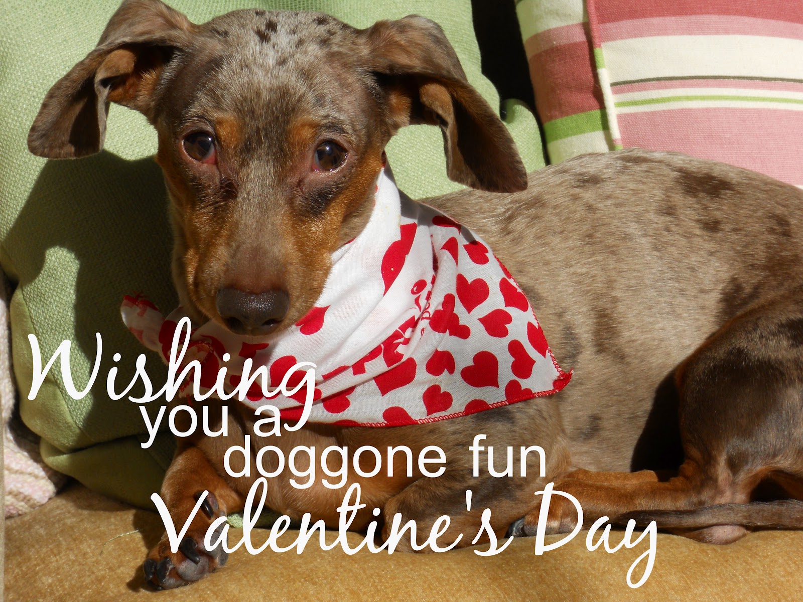 Valentine's Day Dog Wallpaper - WallpaperSafari