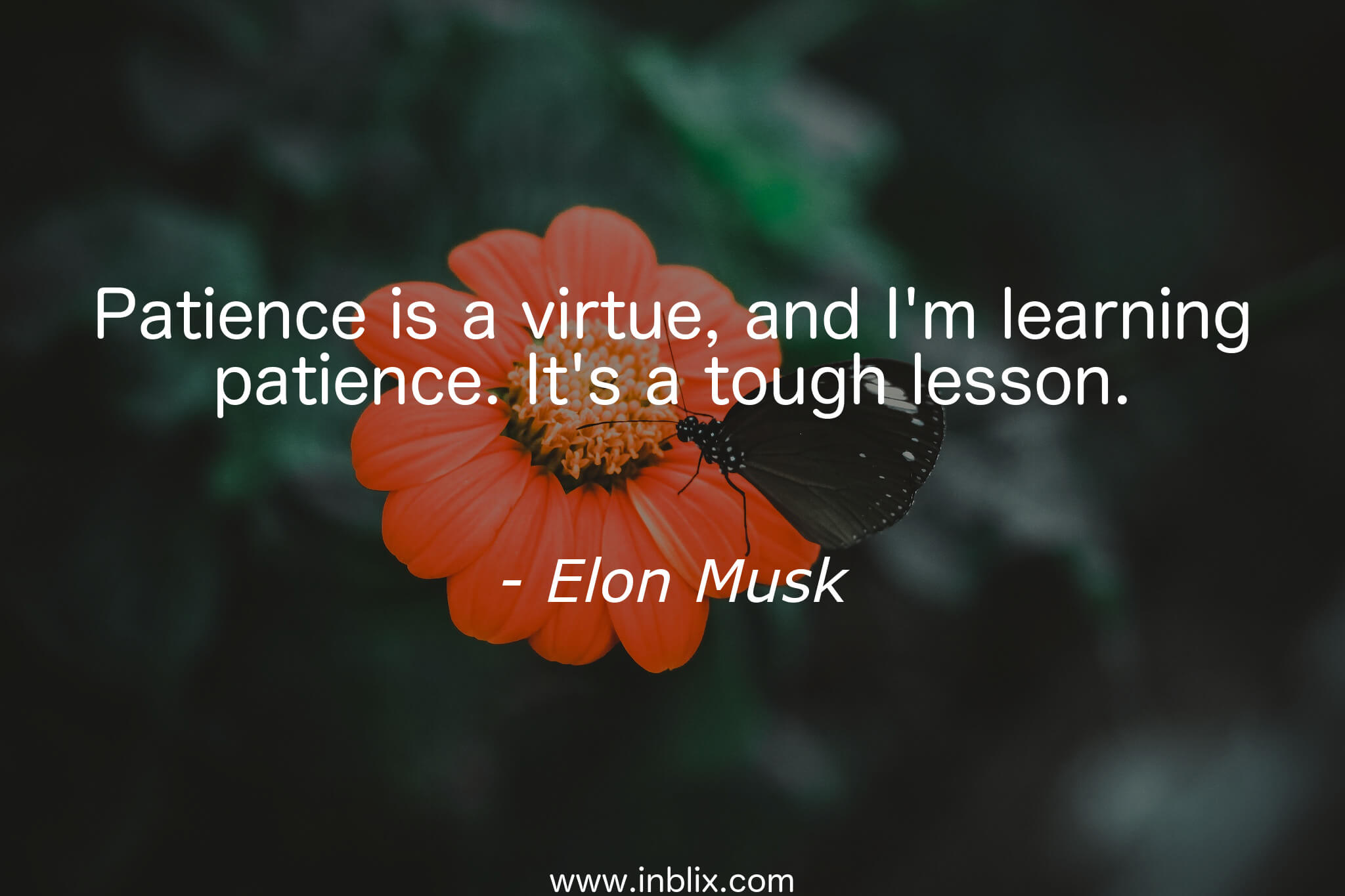 Patience Is A Virtue And I M By Elon Musk Inblix