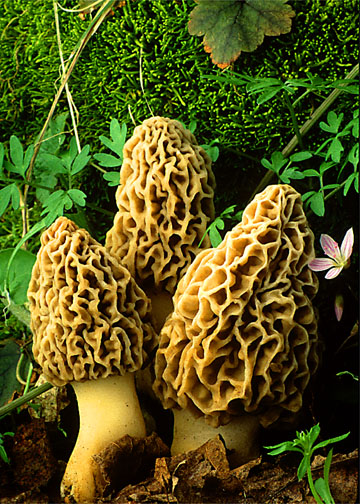 Gallery Yellow Morel Mushrooms