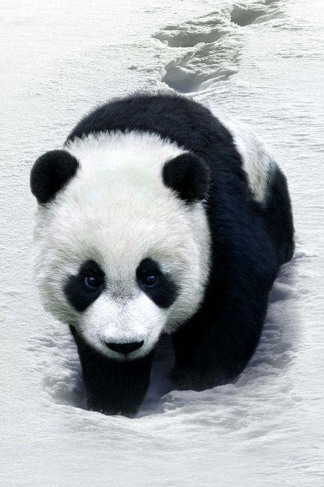 Panda Bear iPhone Wallpaper IPHONE WALL PAPER Pinterest