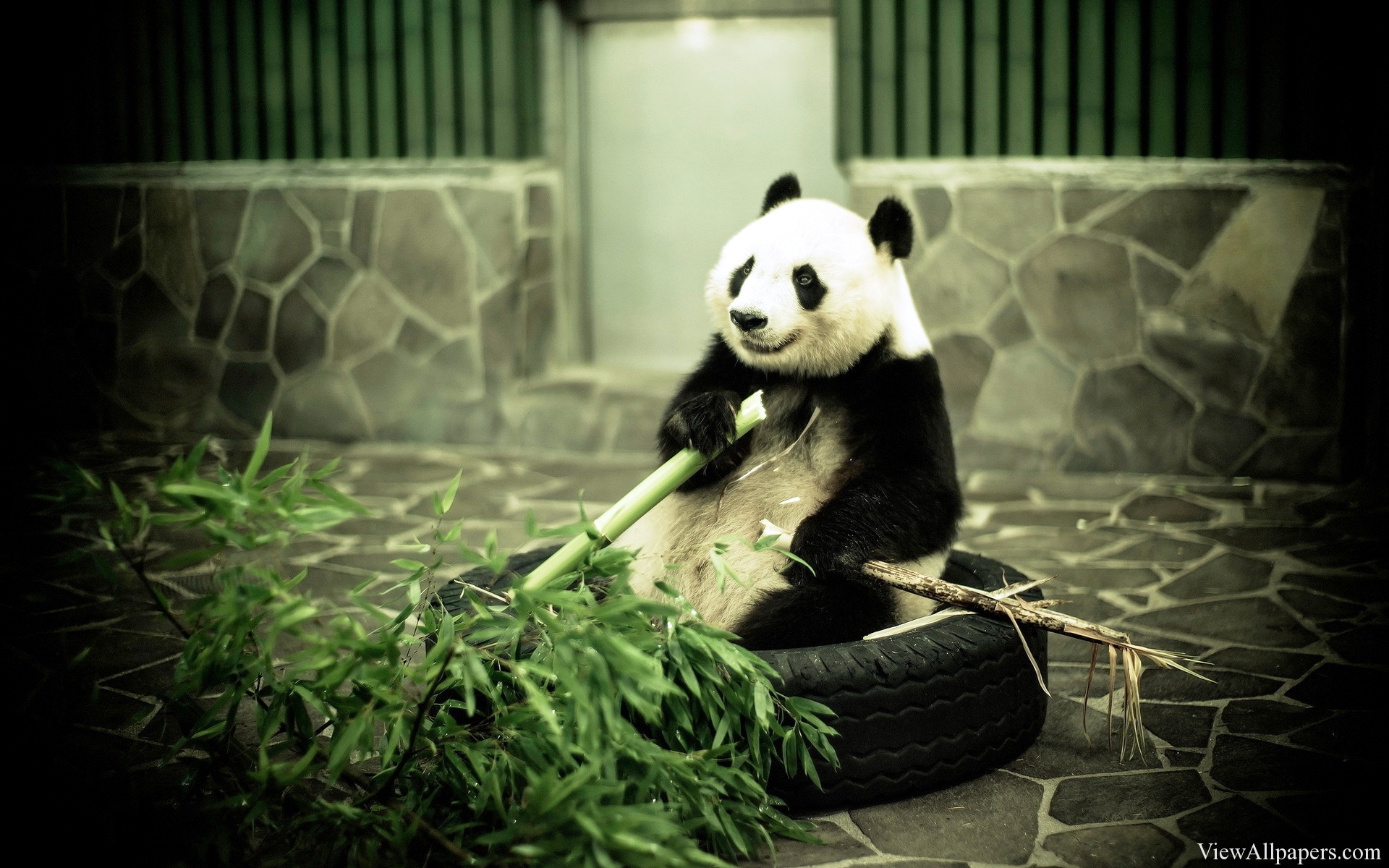 Resolution Wallpaper Panda For Pc Puters