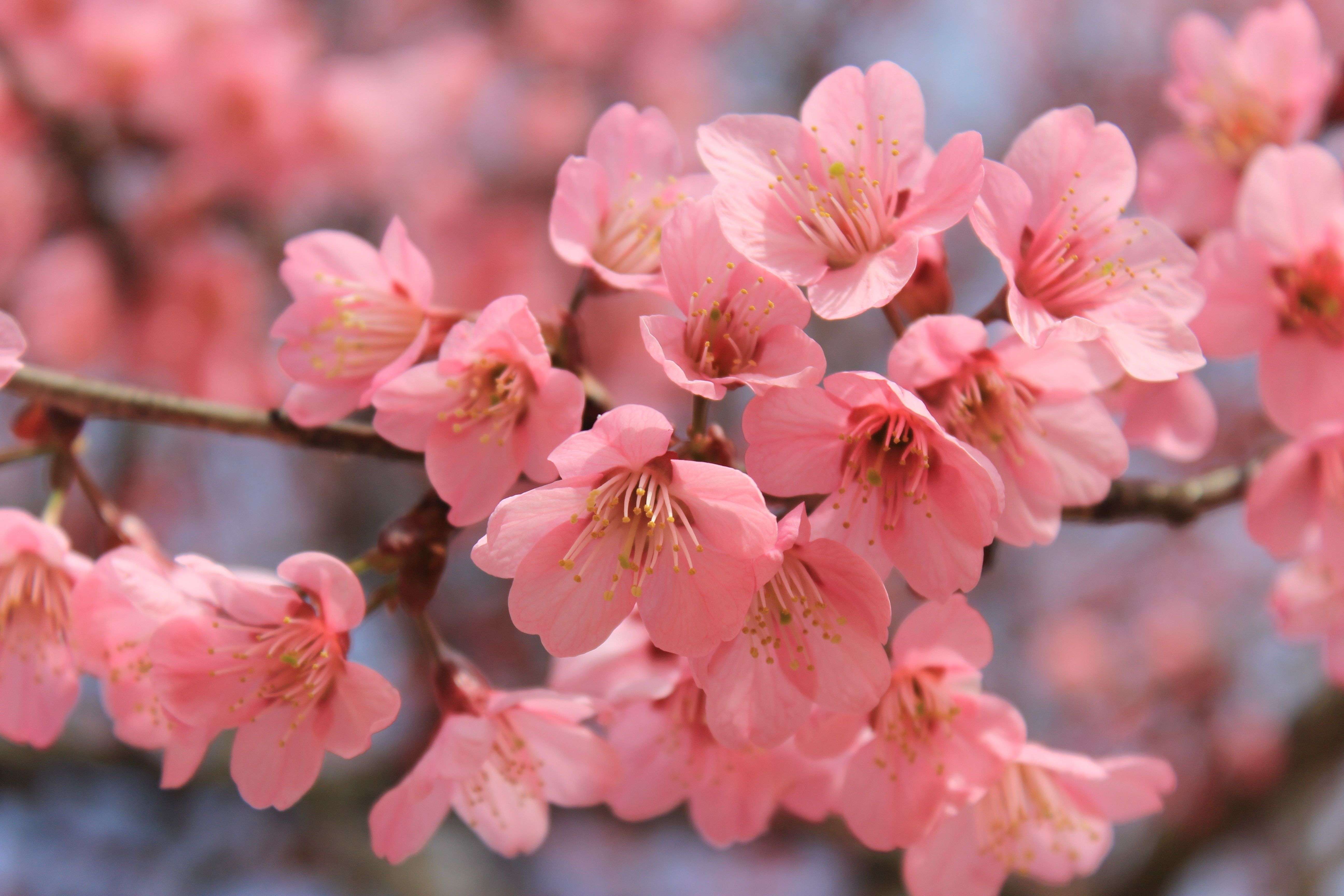 Cherry Blossom Tree Wallpaper