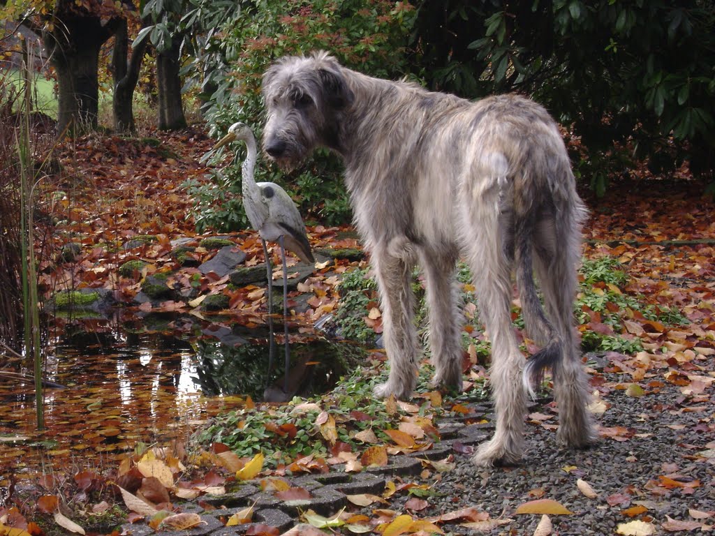 Irish Wolfhound Months Old