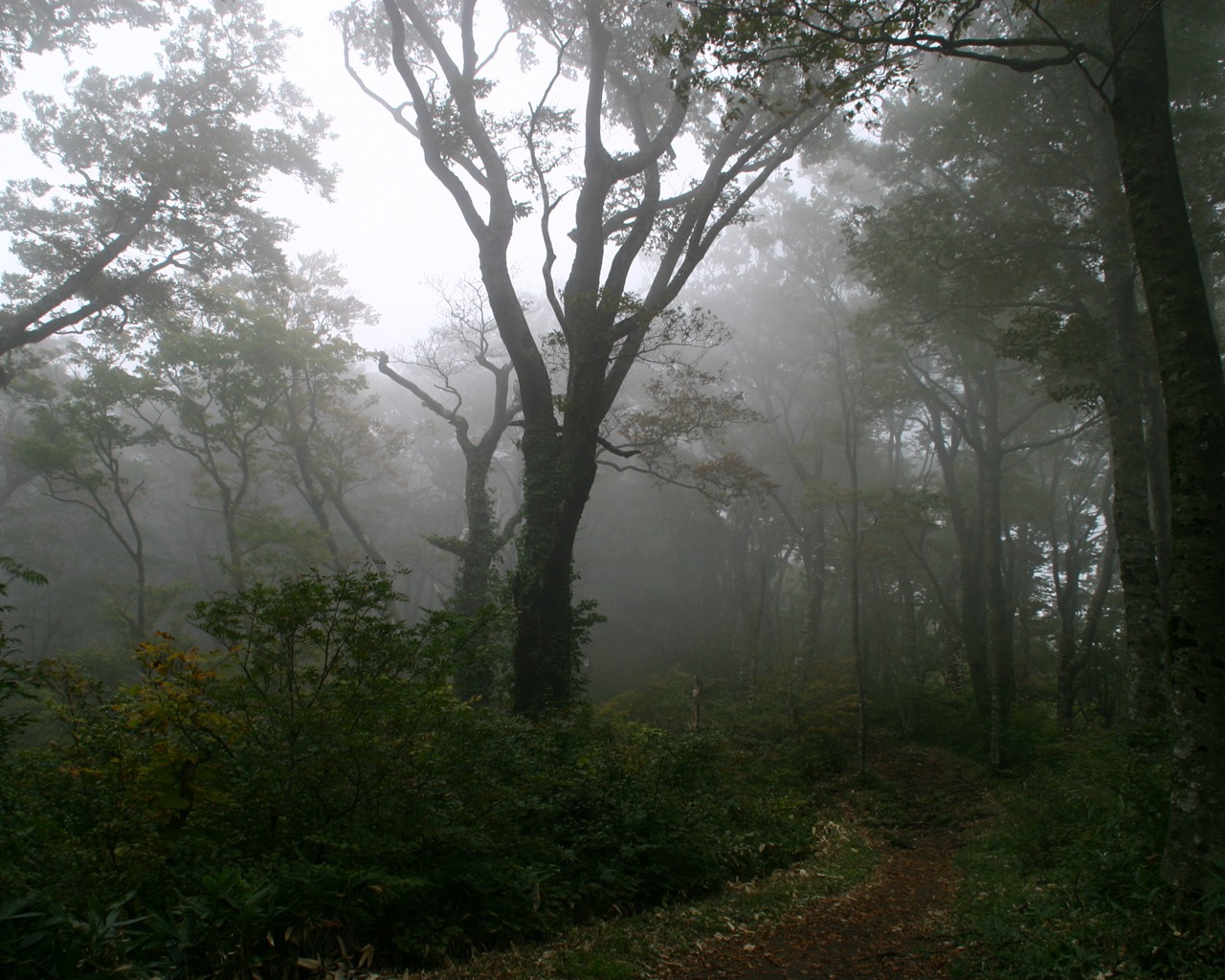 Foggy Forest Wallpaper Landscape Nature In Jpg Format For