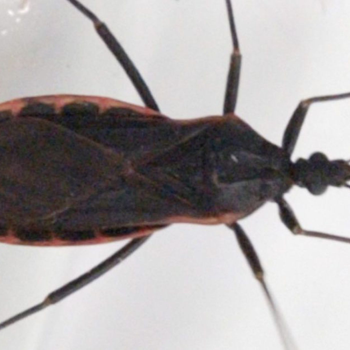 Kissing bug carrying fatal disease reported in Illinois CDC says
