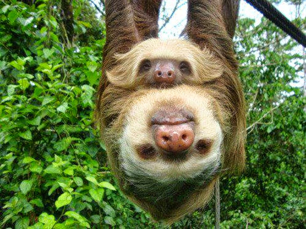 Sloths Photos Wallpaper The Fun Bank