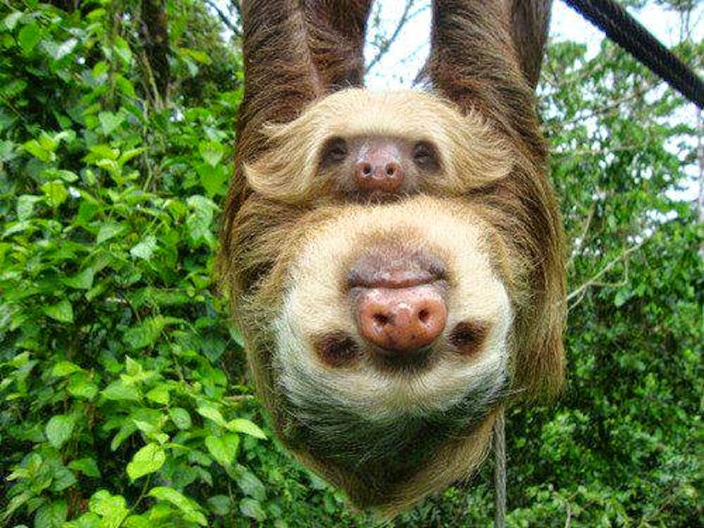 cute sloth sloth wallpapers allover