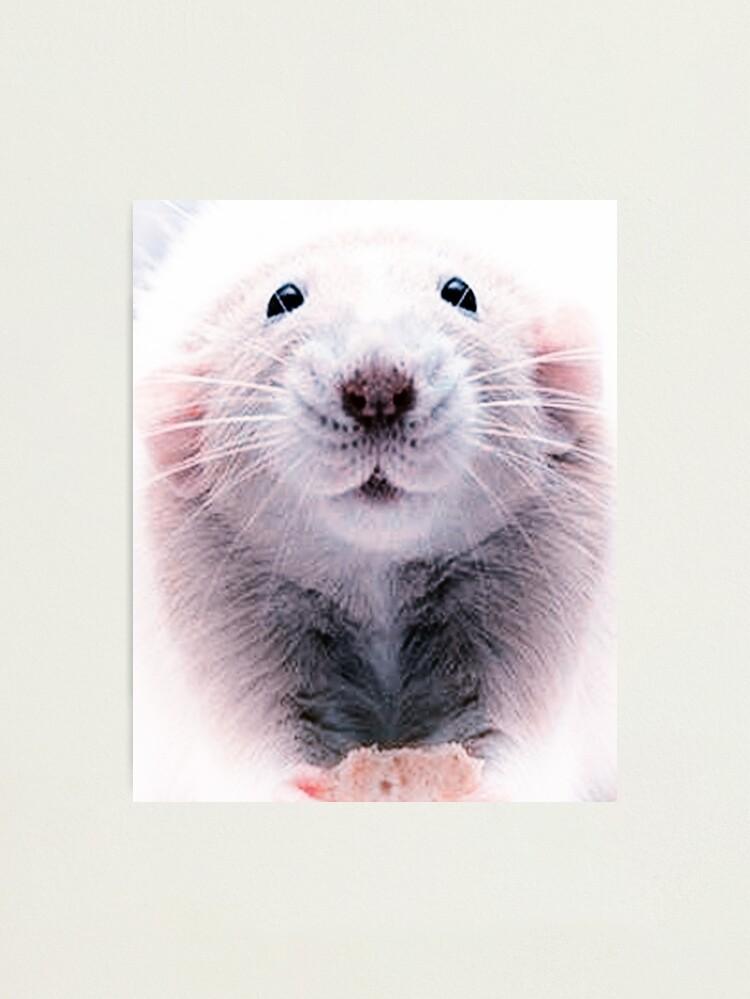 Cute Dumbo Rat Photographic Print for Sale by Raise a Storm