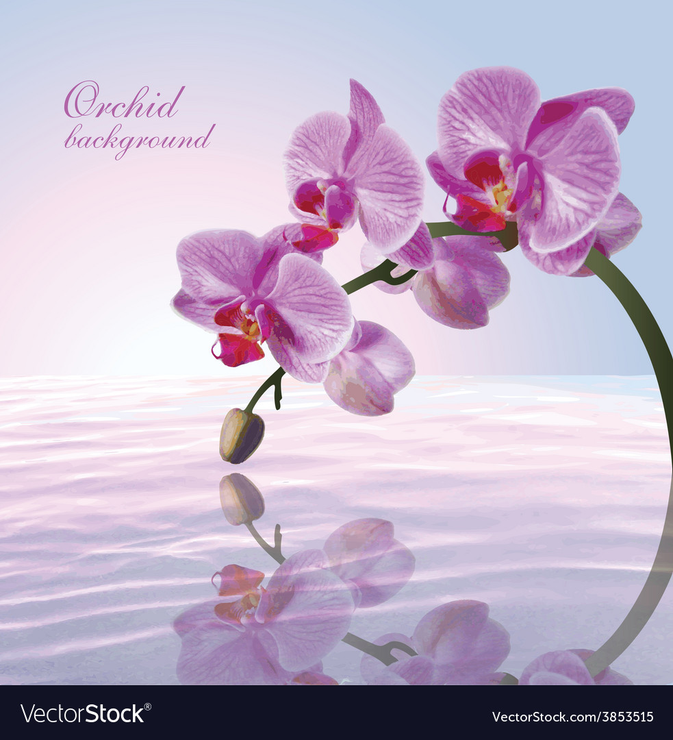 Beautiful Background With Orchid Royalty Vector Image
