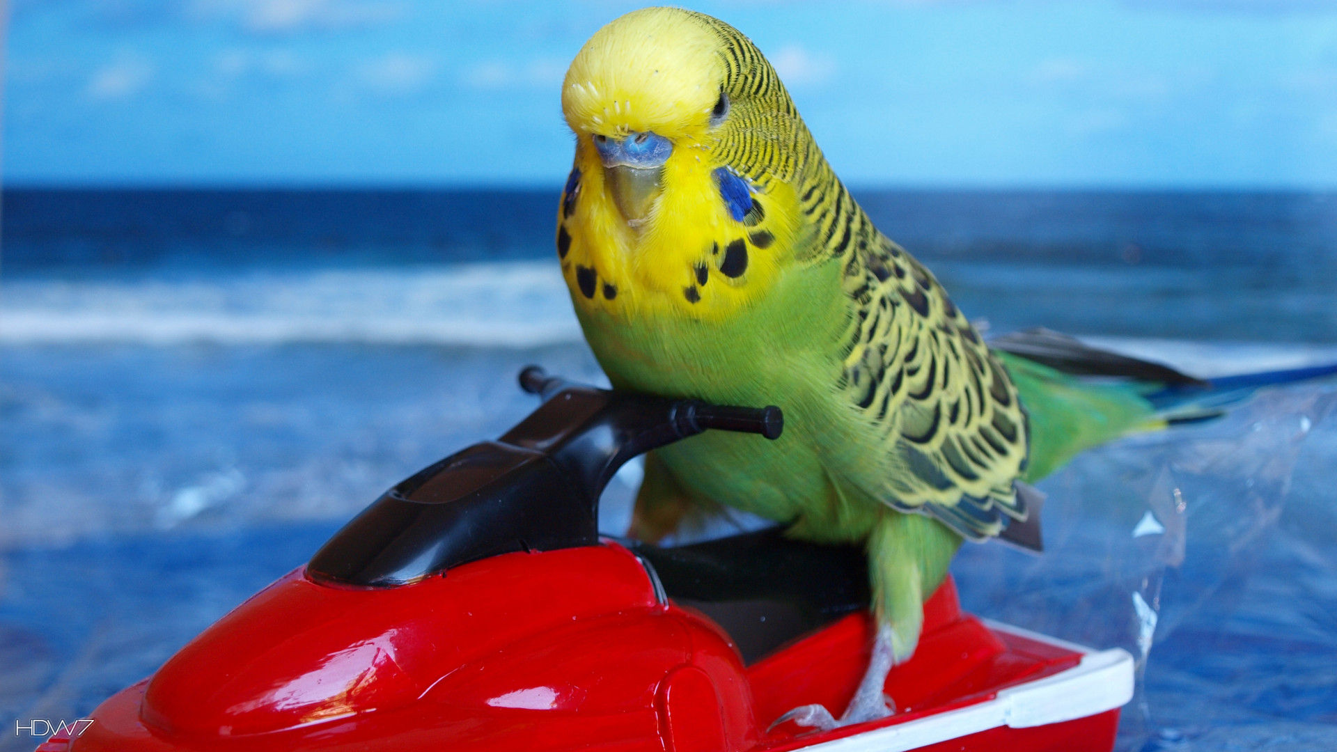 Best Budgie Wallpaper