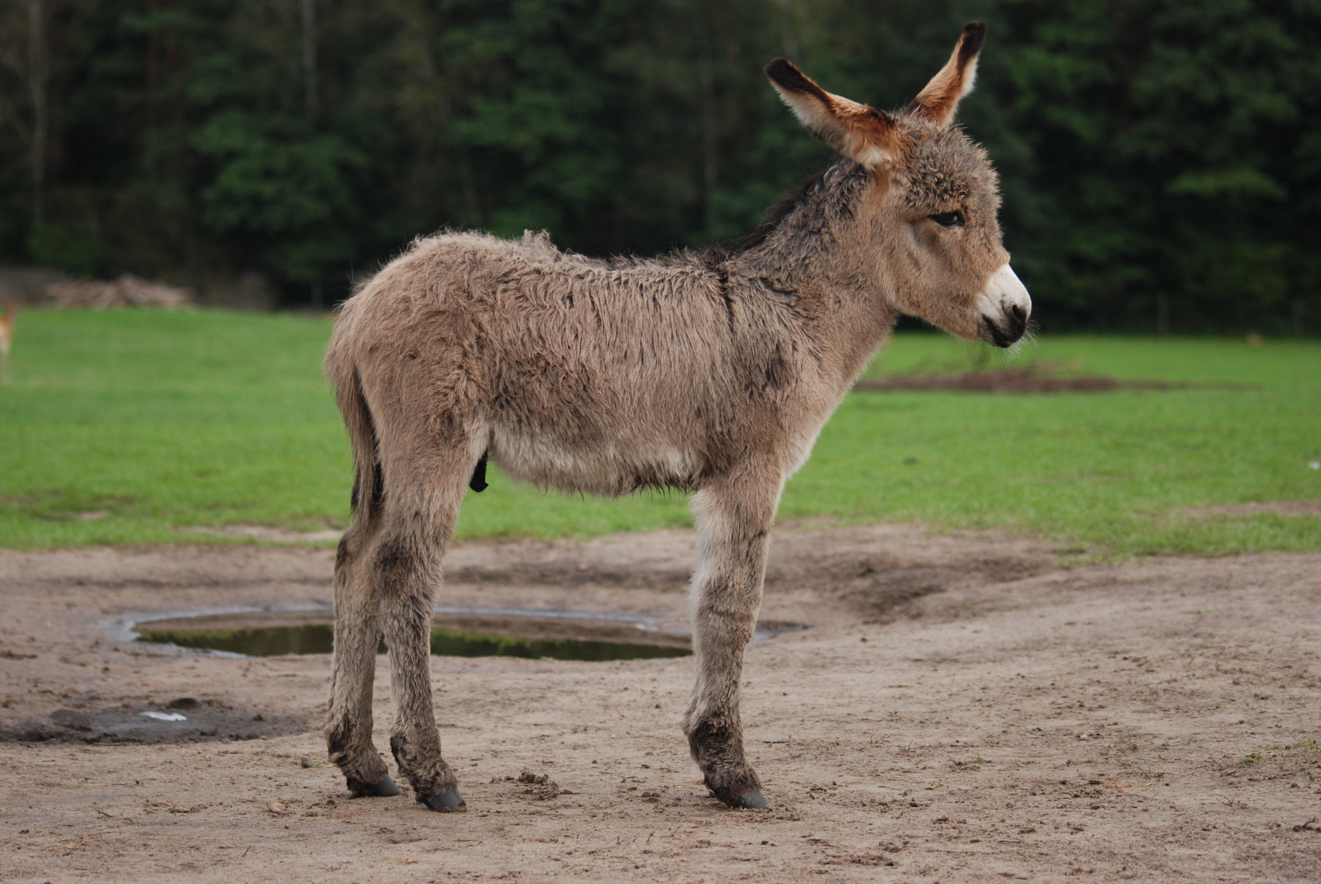 Donkey Wallpaper