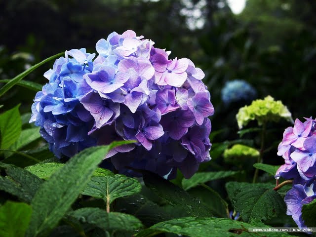 Blooming Hydrangea Flowers Wallpaper Purple Blue