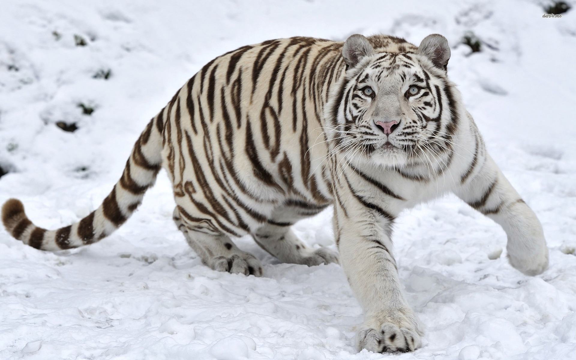 18546 white tiger in the snow 1920x1200 animal wallpaper 1920x1200
