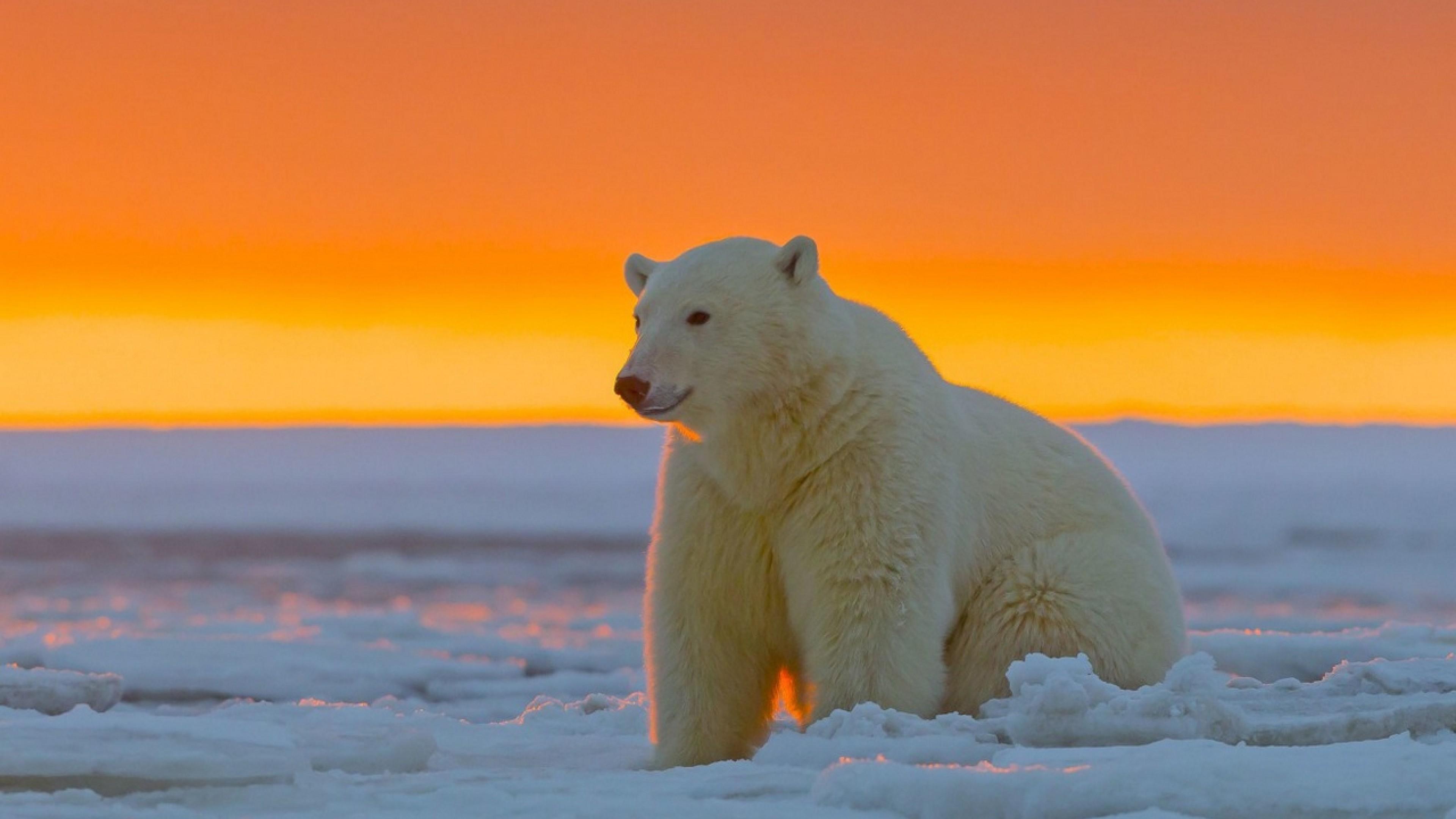 Polar Bear At Alaska HD Wallpaper 4k Ultra