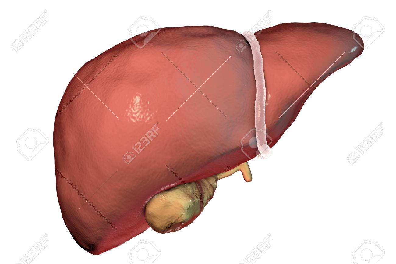 Liver With Gallbladder Isolated On White Background 3d