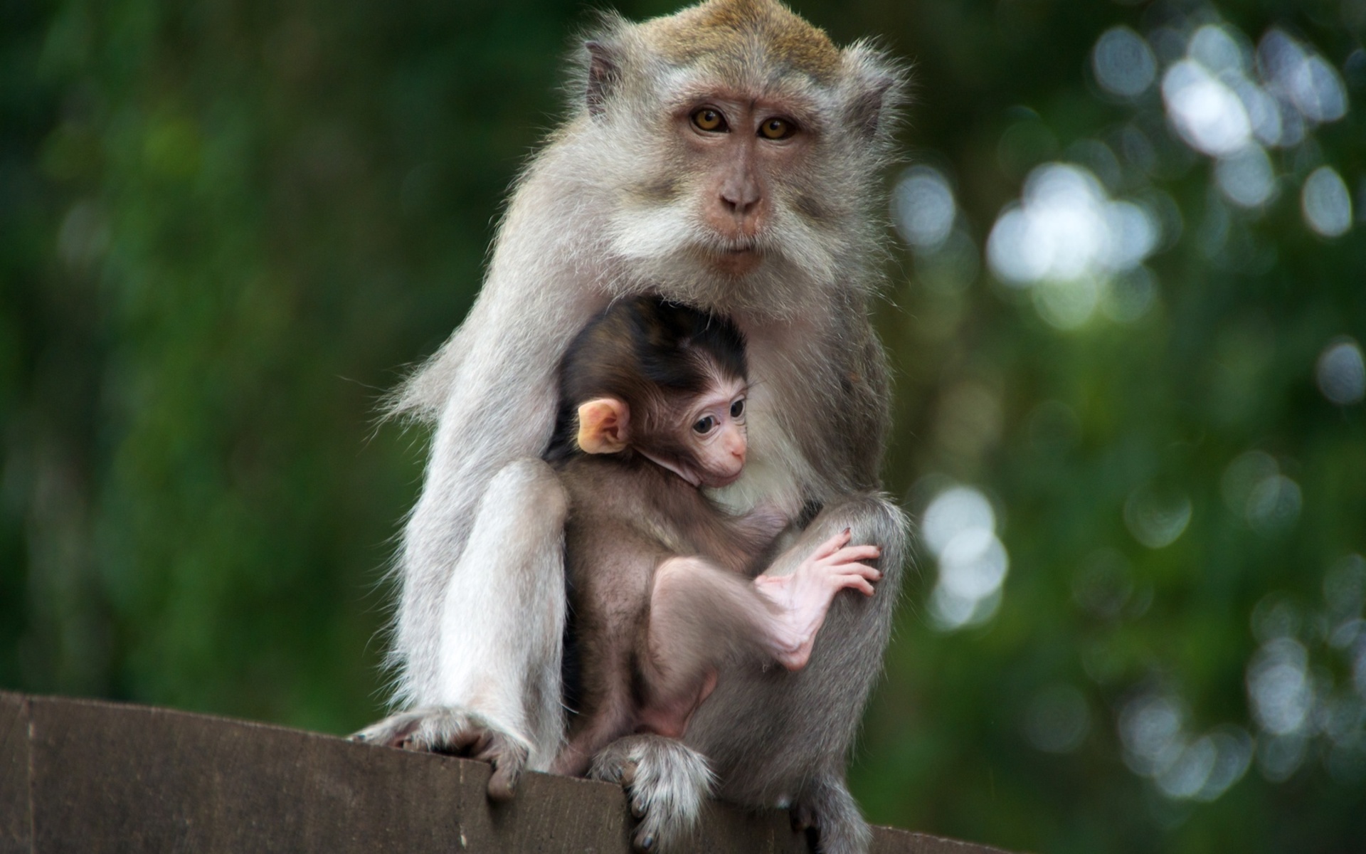 Explore The Collection Monkeys Animal Monkey