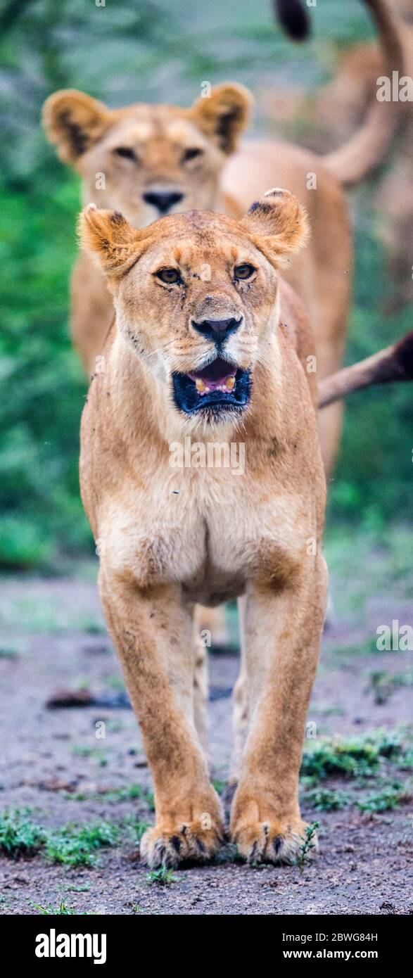 Close Up Of Angry Lion Panthera Leo Ngorongoro Conservation