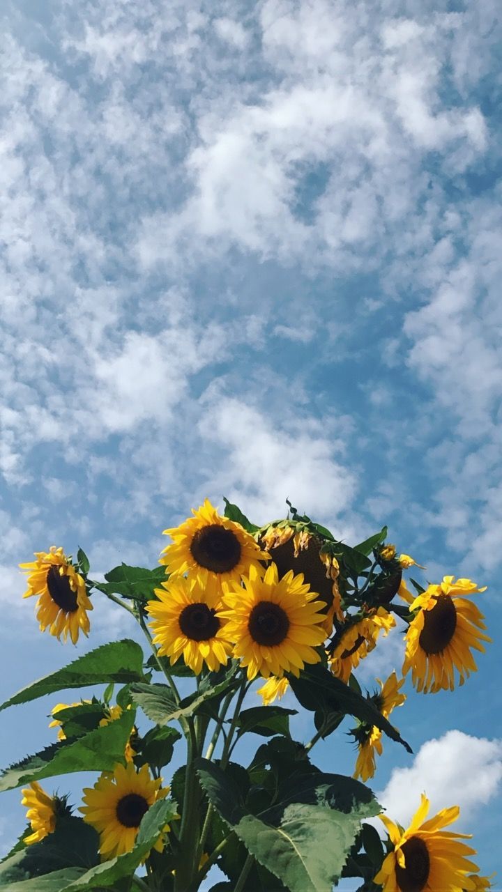 Sunflower Field Dengan Gambar Fotografi Seni Wallpaper iPhone