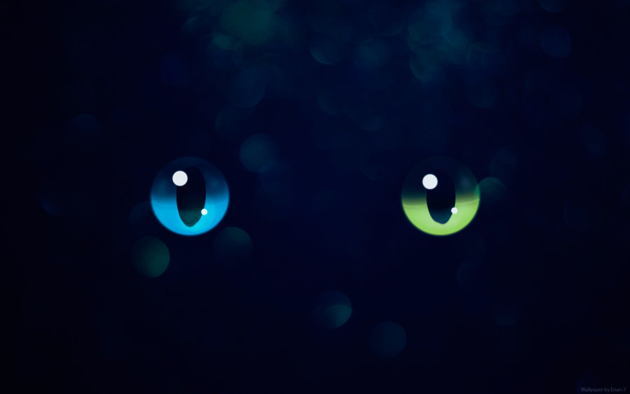 Wallpaper Cat Eyes By Erian