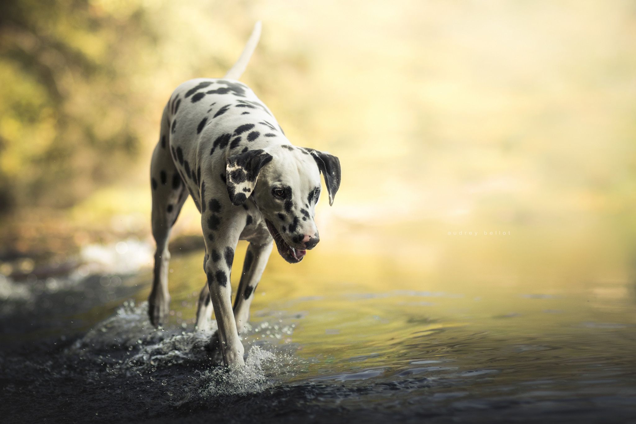 Dalmatian Wallpaper Top Background