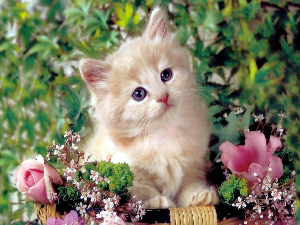 HD Cat Wallpaper Cute Baby