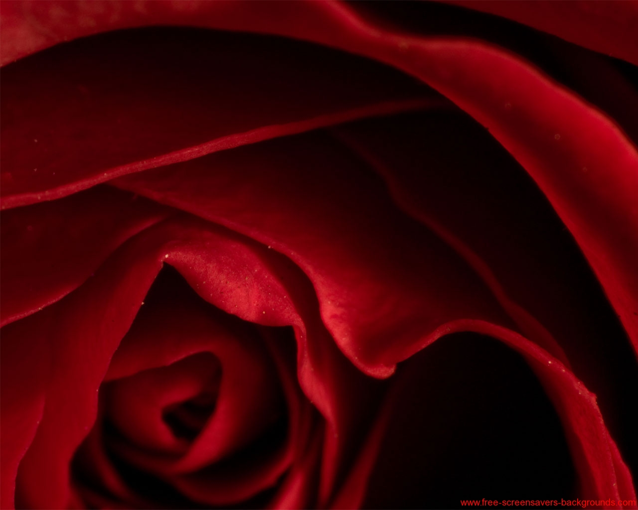 High Quality Rose Wallpaper Screensavers And Background
