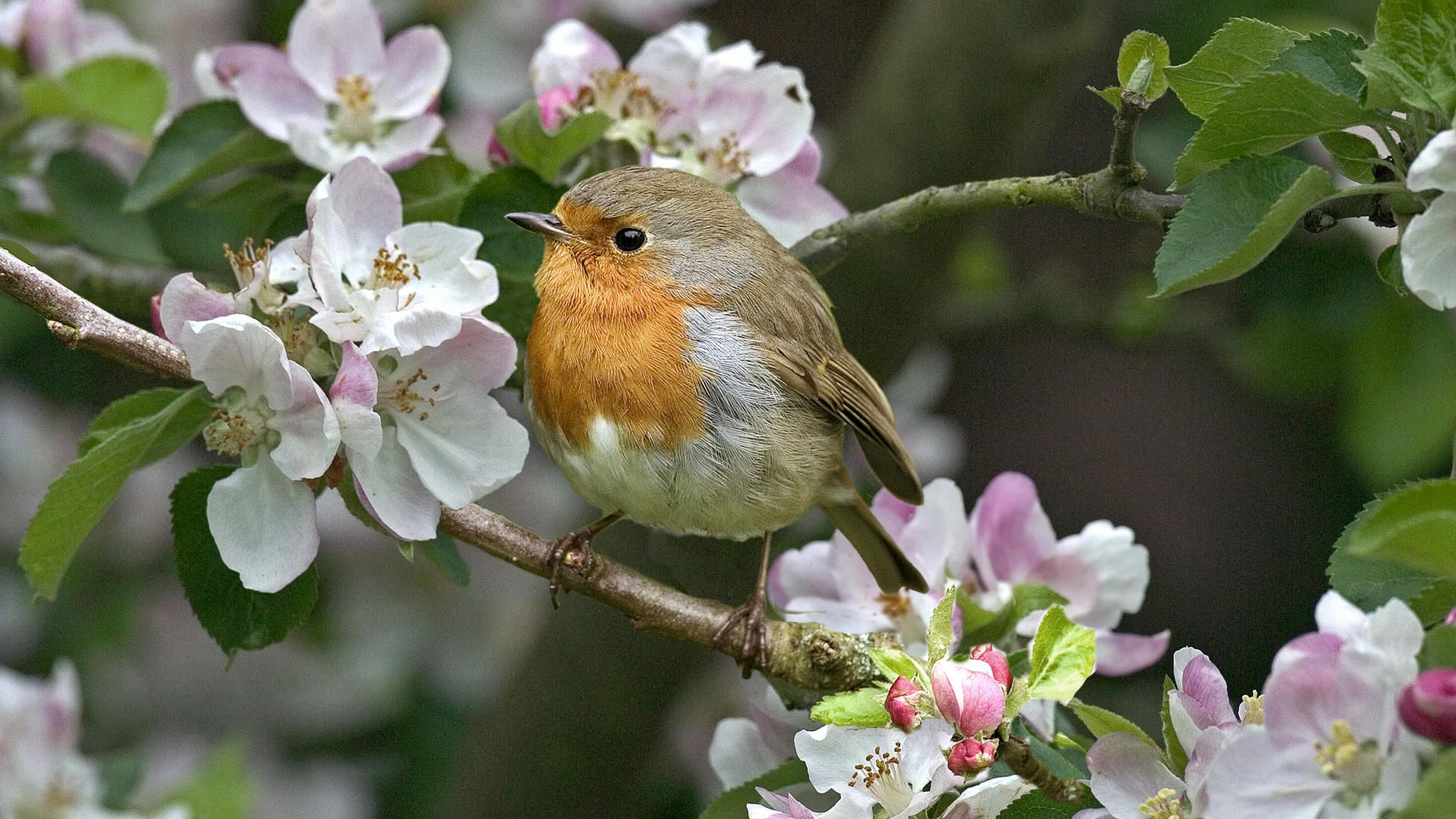 Birds Puter Background Background Animals Desktop Bird