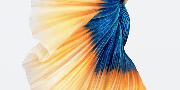 iPhone 6s Fish Gold Wallpaper Magyar K Z Ss G