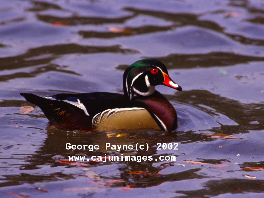 Wood Duck Wallpaper Here To