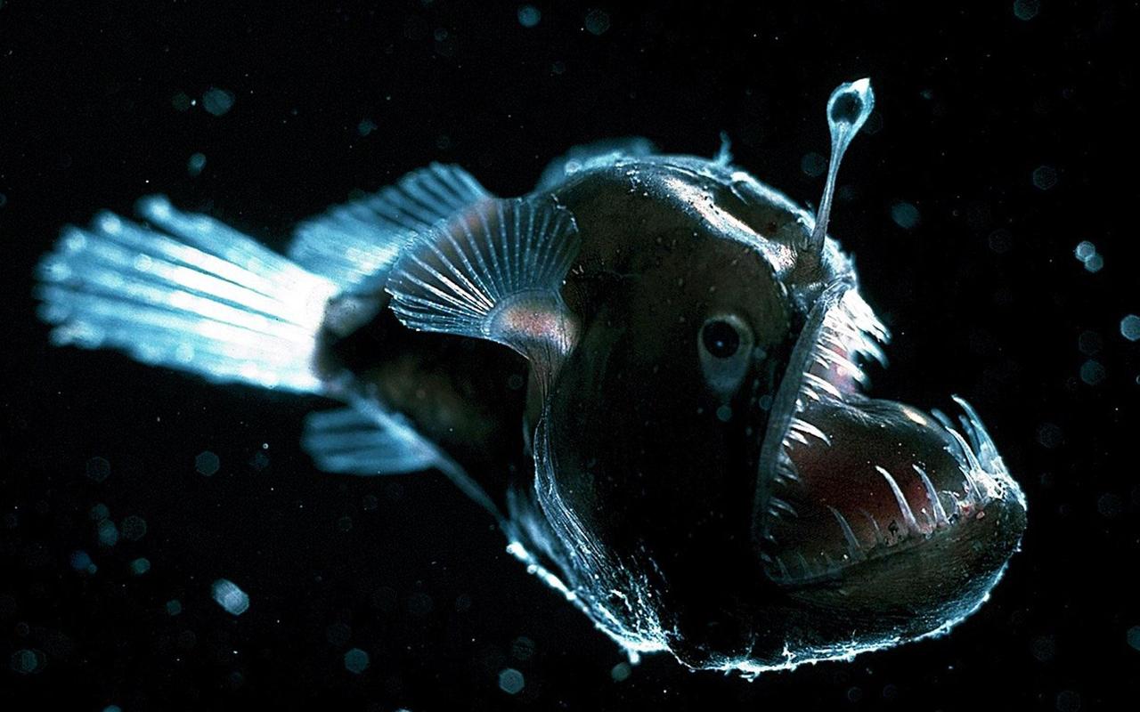 Angler Fish Live Wallpaper For Android Apk