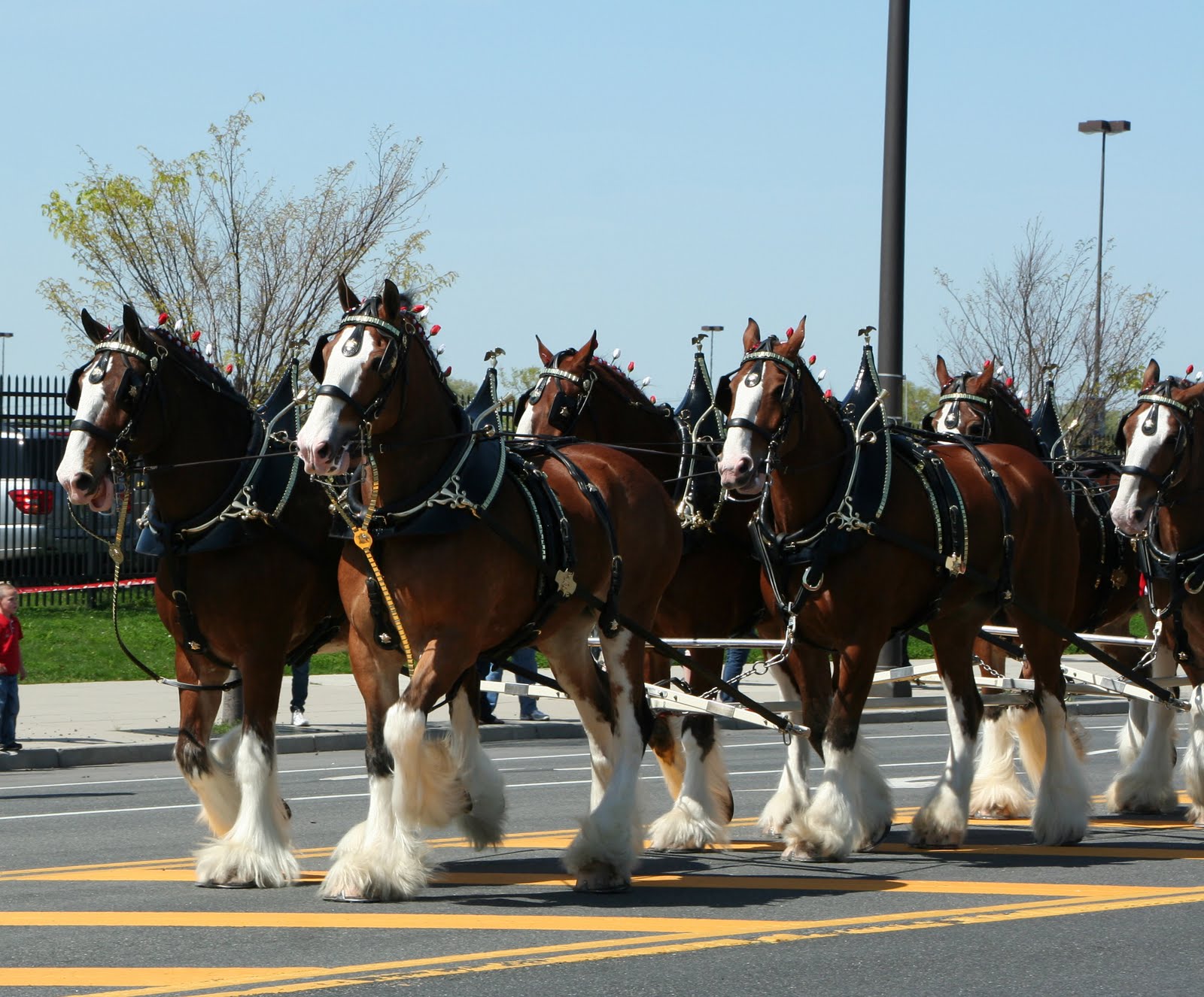 Clydesdale Horses Wallpaper
