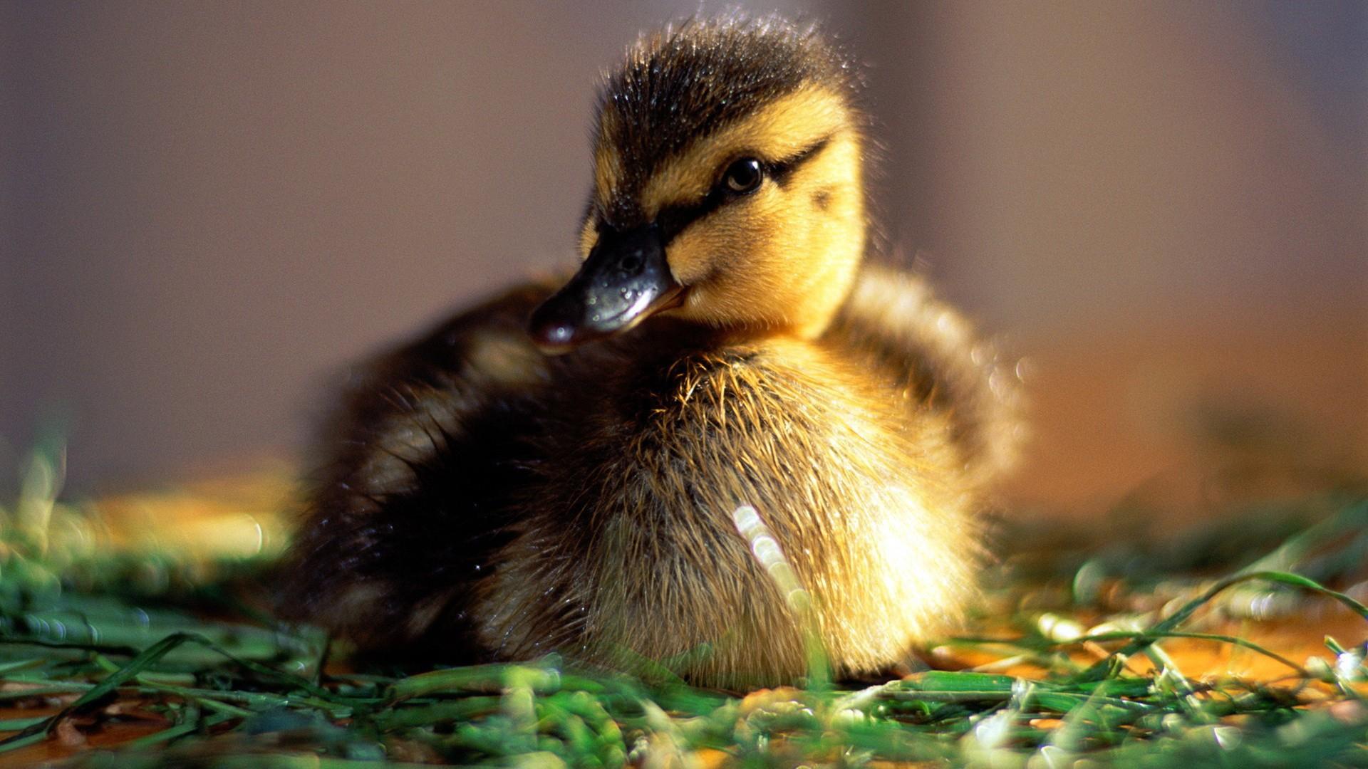 A fluffy, adorable duckling sits comfortably on a bed of vibrant green grass. Sunlight illuminates the downy feathers, creating a heartwarming image