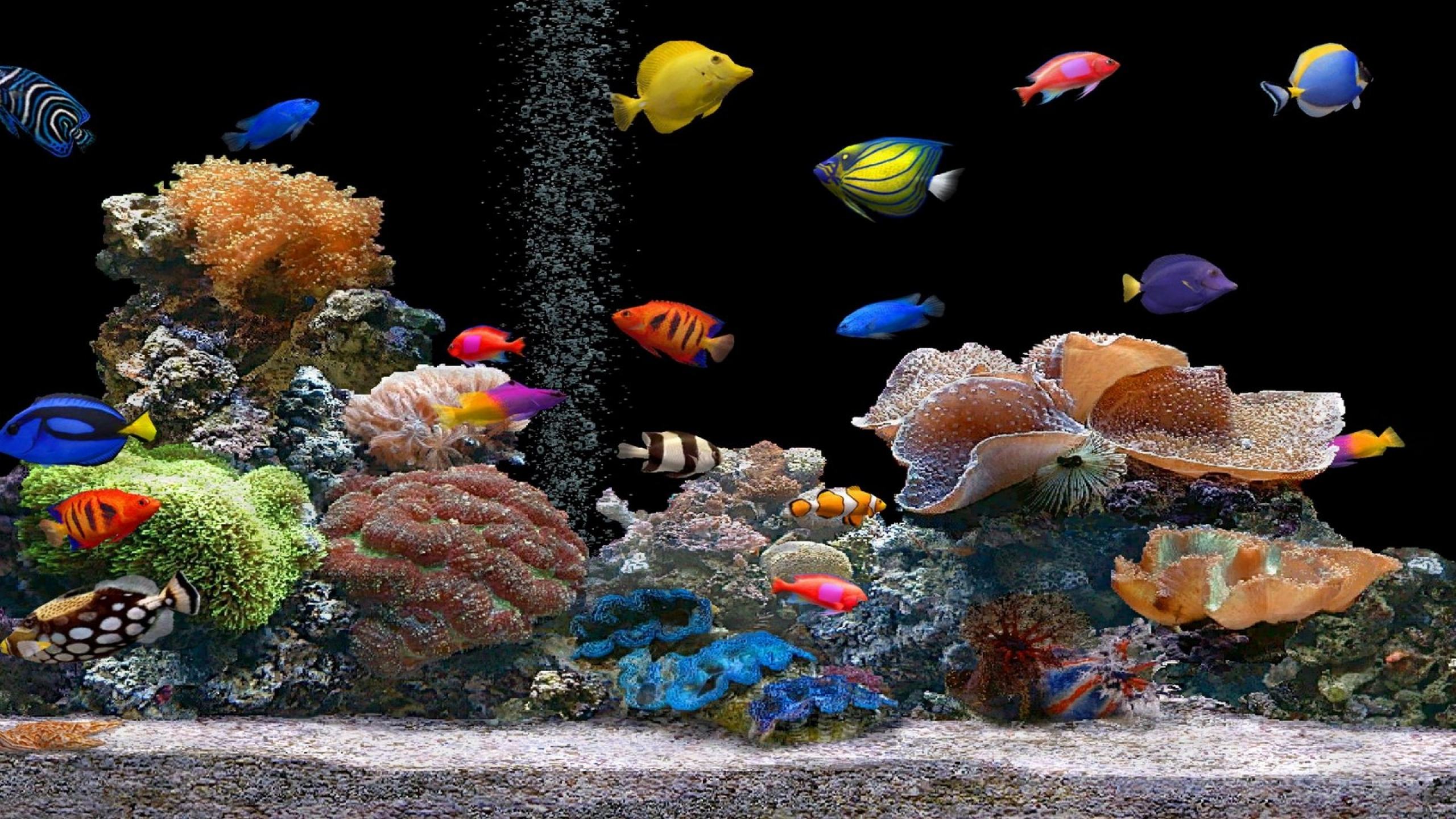 Wallpaper Aquarium Many Colorful Fish HD Mobile 2560x1440