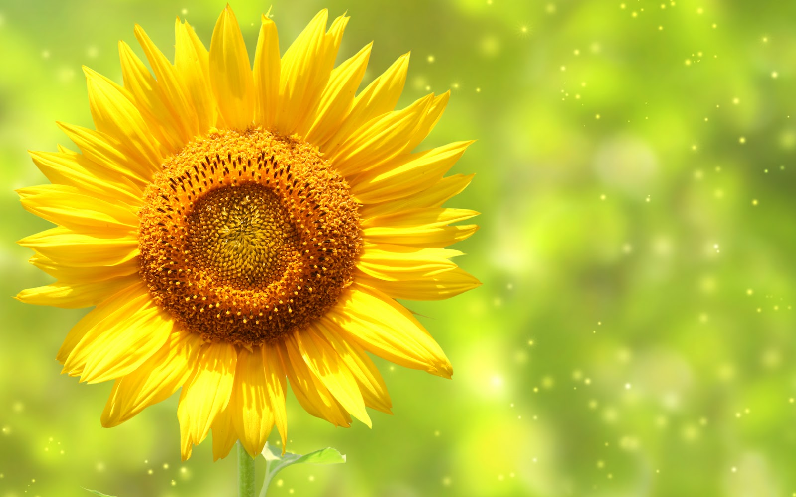 Beautiful Sunflowers Photography HD Wallpaper Nature