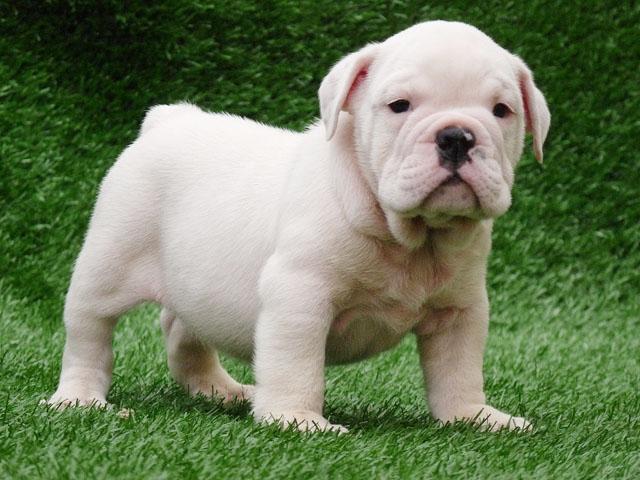 And Wallpaper Beautiful Small White English Bulldog Puppy Pictures
